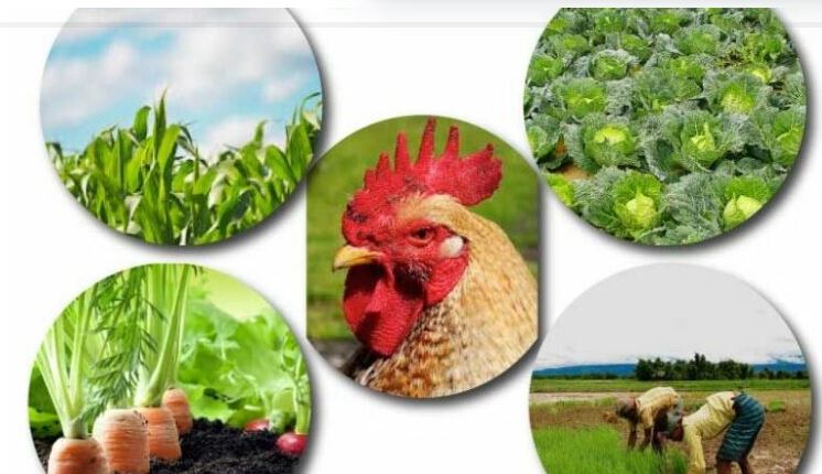 Agric Investment: Stakeholders Advocate Financial Inclusion, Private Participation