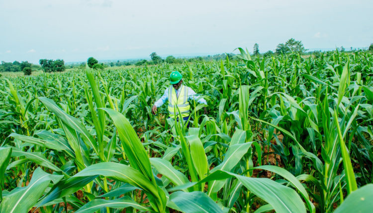 LAPO Agricultural & Rural Development Initiative (LARDI): ₦1.6bn Disbursed to 189,926 Farmers