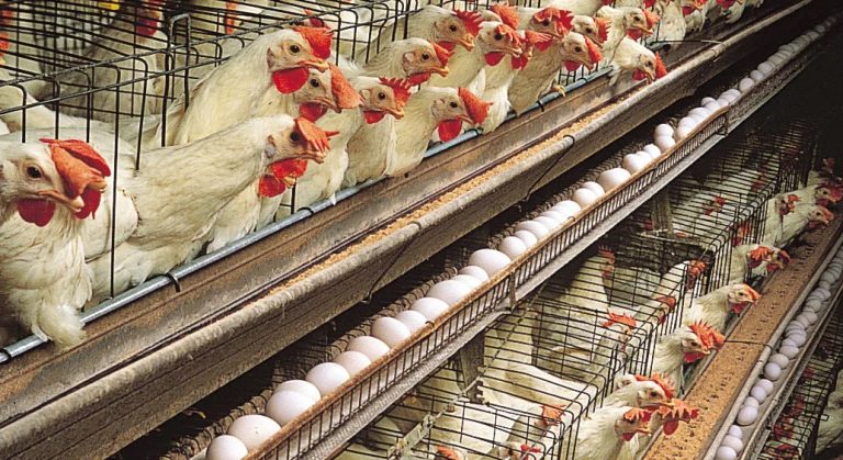 LAPO Household Poultry Initiative (LAHPI): ₦36.6m Disbursed To 254 Poultry Farmers