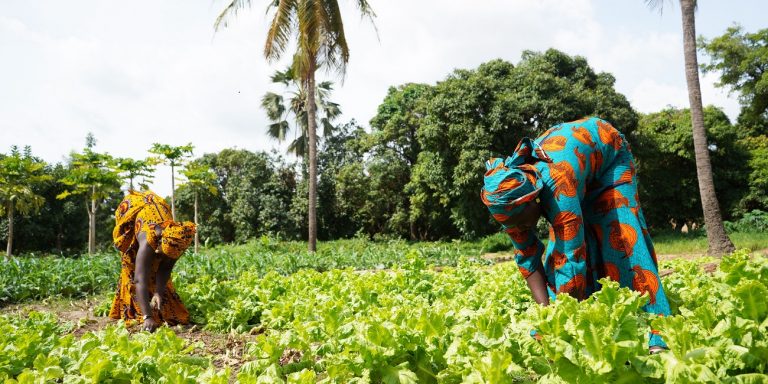 LAPO Rural Development Initiative (LARDI): ₦1.9bn Disbursed to 187,654 Farmers