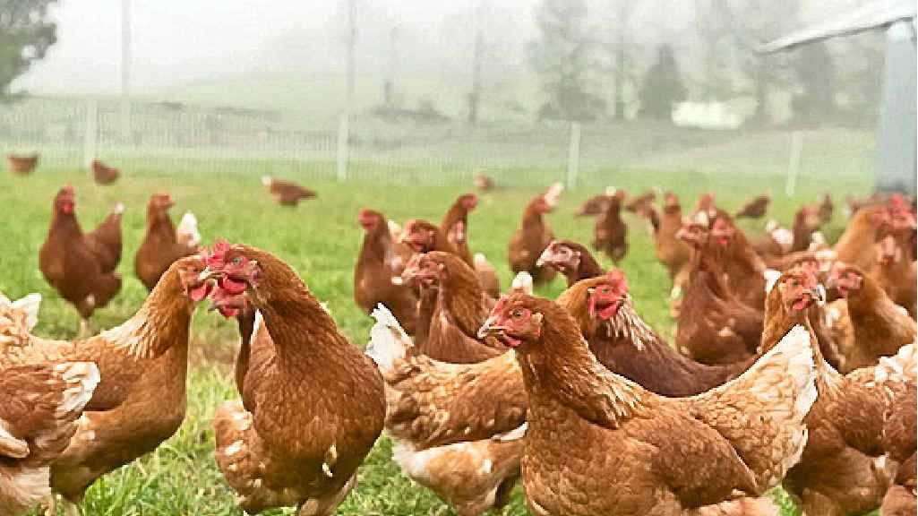 LAPO Boosts Poultry Farming with N900M