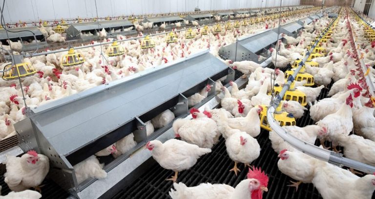 553 Poultry Farmers Empowered With N40.6m