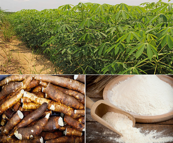 LAPO Empowers Rural Farmers, Others With N6.3bn